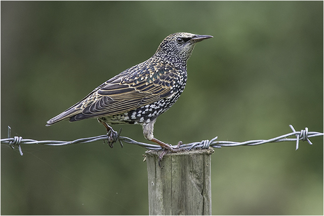 Starling 2